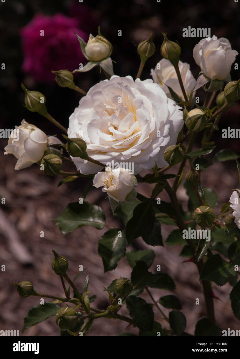 Rose,Rosa il cumulo di neve . semplice eleganza, arbustive Foto Stock