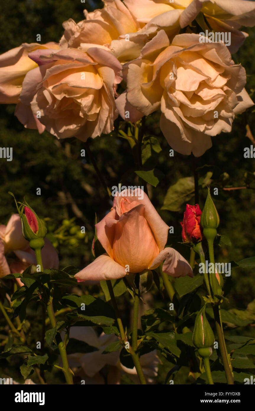 Rosa, Rosa BARONNE PREVOST, ibrido perpetuo, Foto Stock