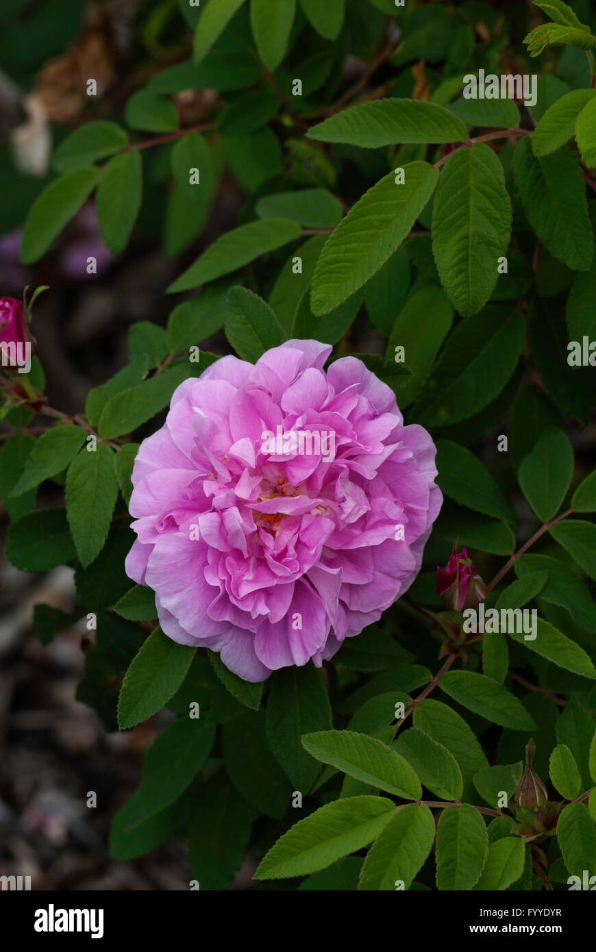 Rose,Rosa THERESE BUGNET, rugosa, Foto Stock