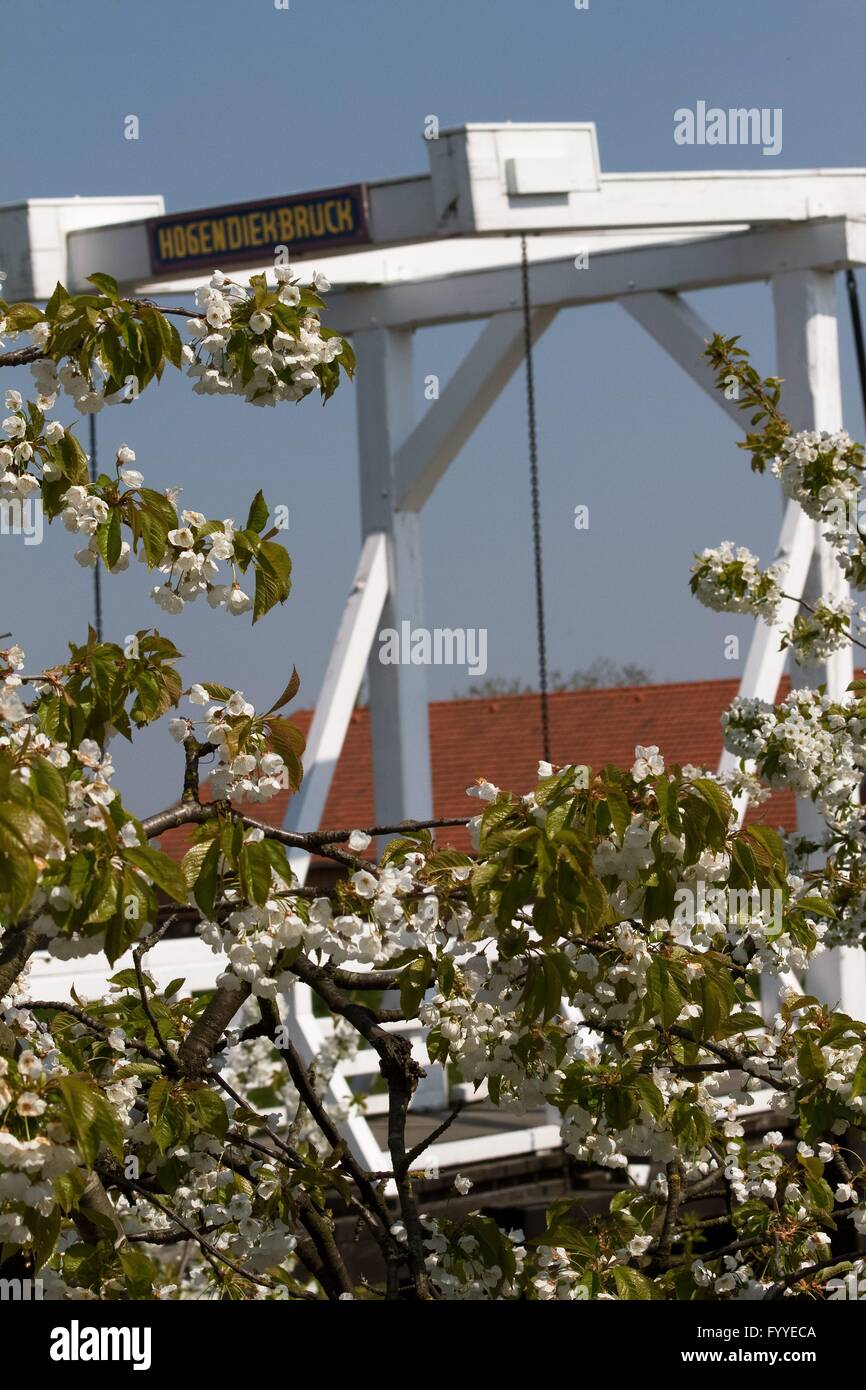 All inizio di maggio la regione denominata "Altes Land" (vecchio paese) a nord-ovest di Amburgo si trasforma in un mare di fiori su decine di migliaia di apple- e cherrytrees. Foto Stock