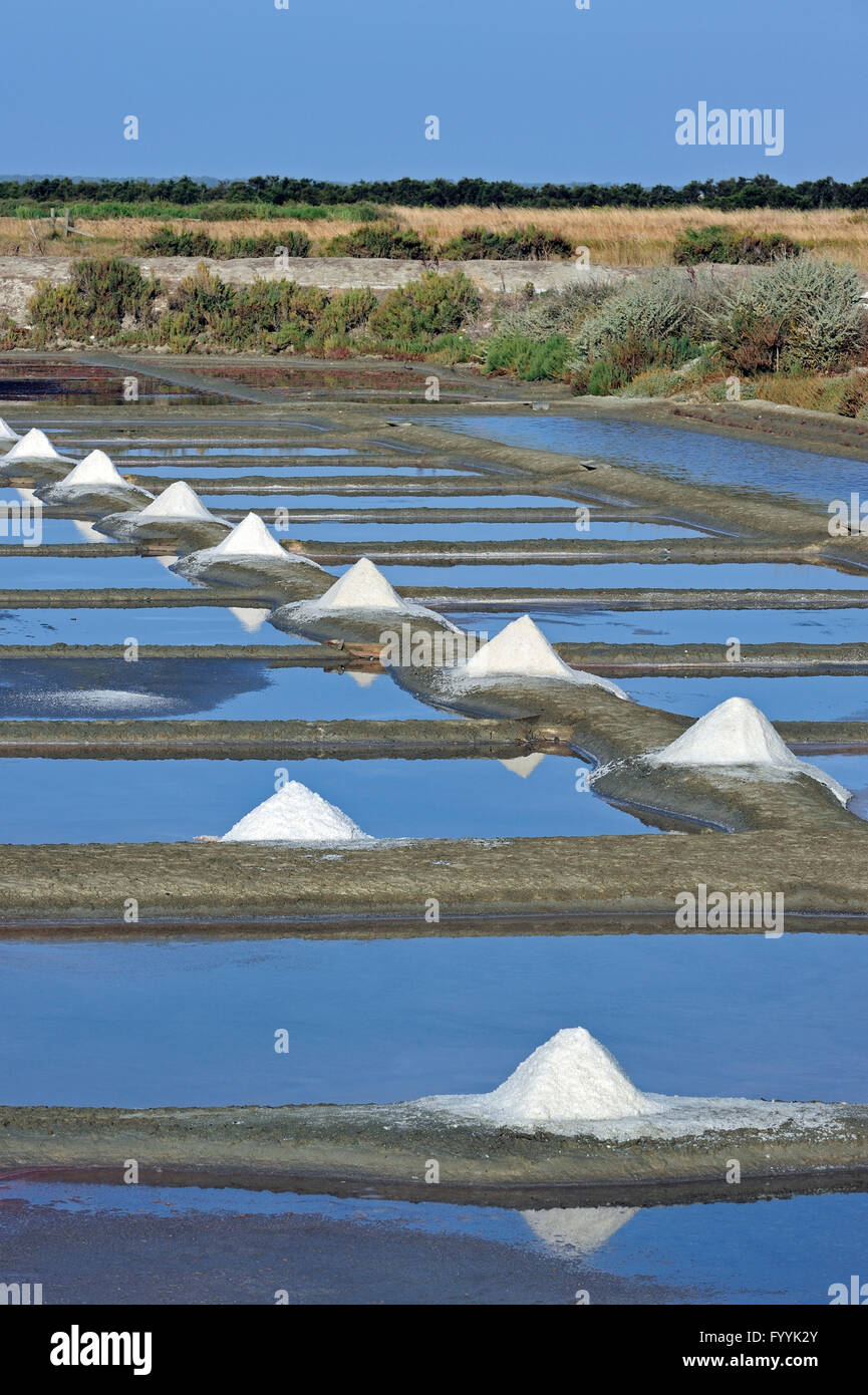 Salina per la poduction di Fleur de sel / sale di mare sull'isola Ile de Ré, Charente-Maritime, Francia Foto Stock