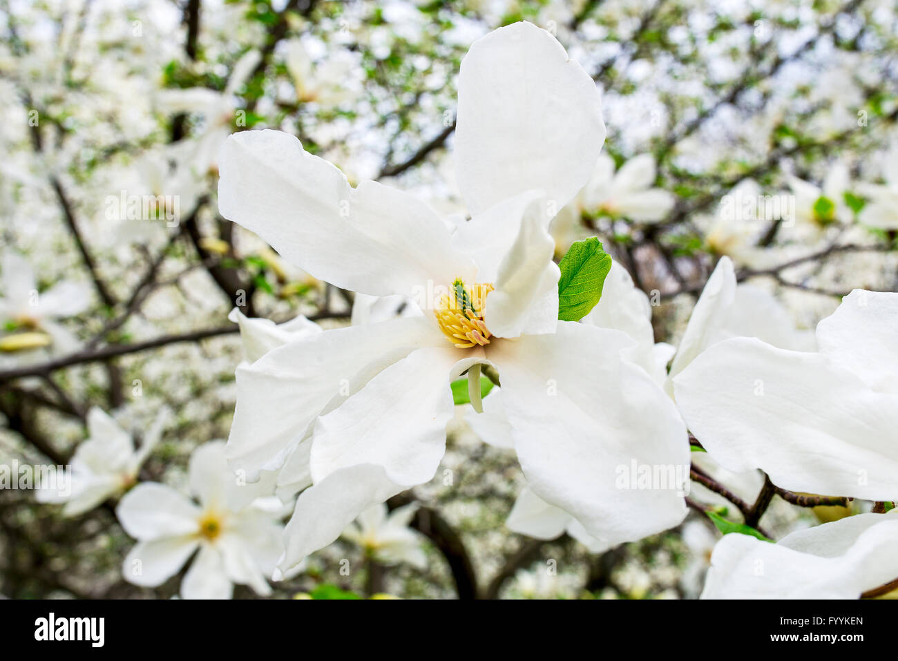 Bella bianco magnolia in primavera con soft focus Foto Stock