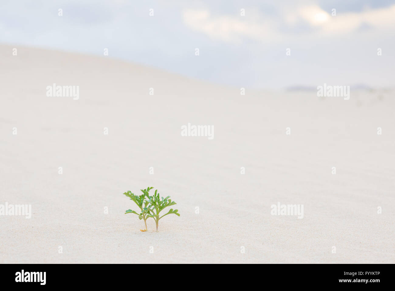 Due piante verdi germogli nel deserto di sabbia. Foto Stock