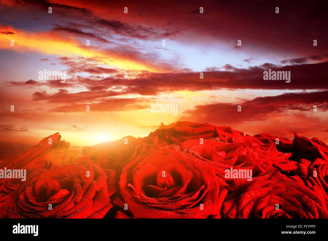 Red Rose umido fiori sulla drammatica Foto Stock
