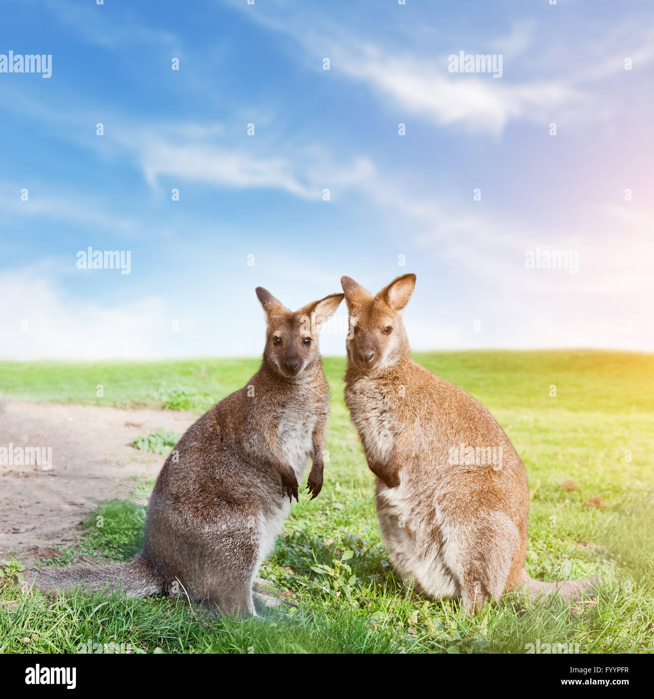 Kangaroo giovane in piedi Foto Stock