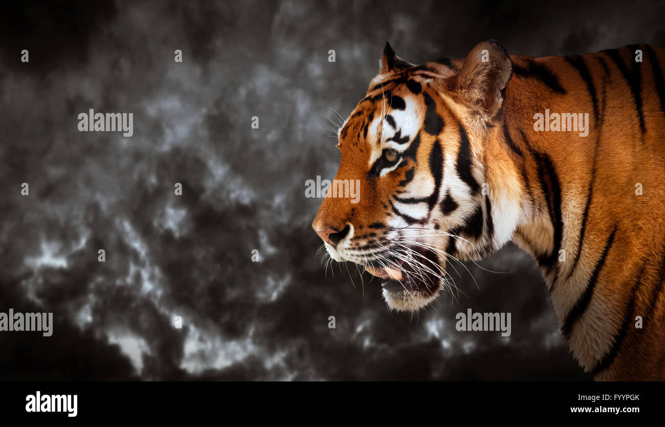 Wild tiger cercando e pronto per la caccia Foto Stock