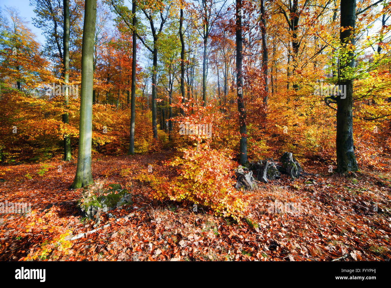 Foresta naturale in autunno, caduta Foto Stock