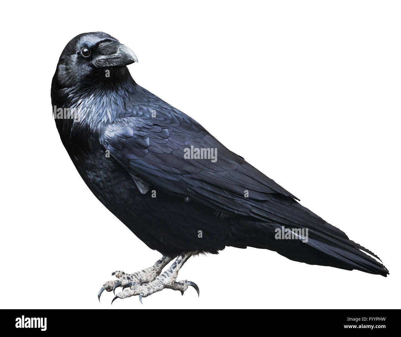 Raven nero. Bird isolato su bianco Foto Stock