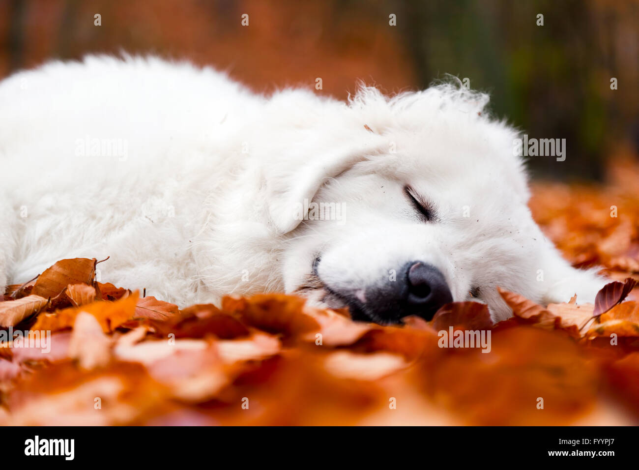 Bianco grazioso cucciolo di cane dormire Foto Stock