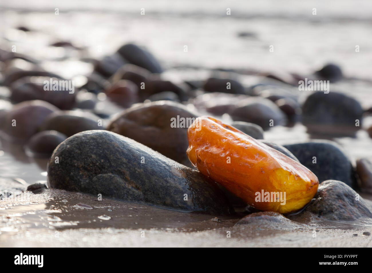 Pietra di color ambra sulla spiaggia rocciosa. Gioiello prezioso Foto Stock