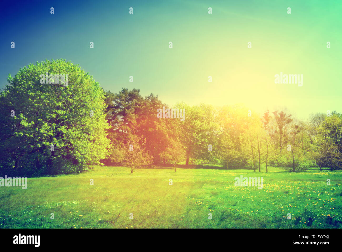 Estivo soleggiato paesaggio verde. Vintage Foto Stock