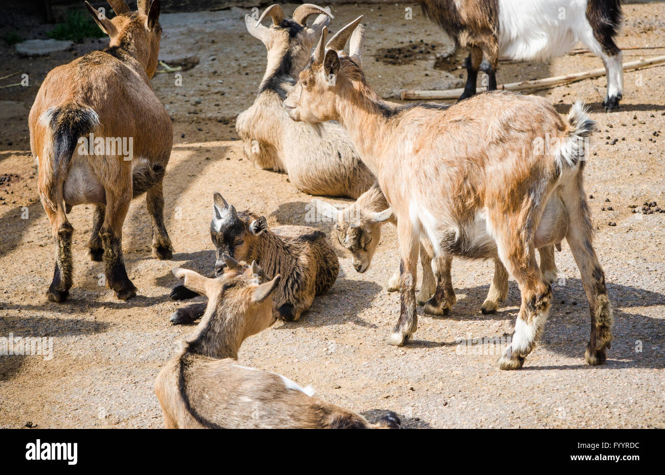 Un gregge di capre, close-up Foto Stock