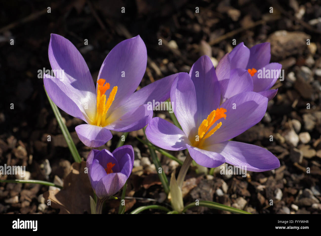 Crocus tomassinianus, Bosco crocus Foto Stock