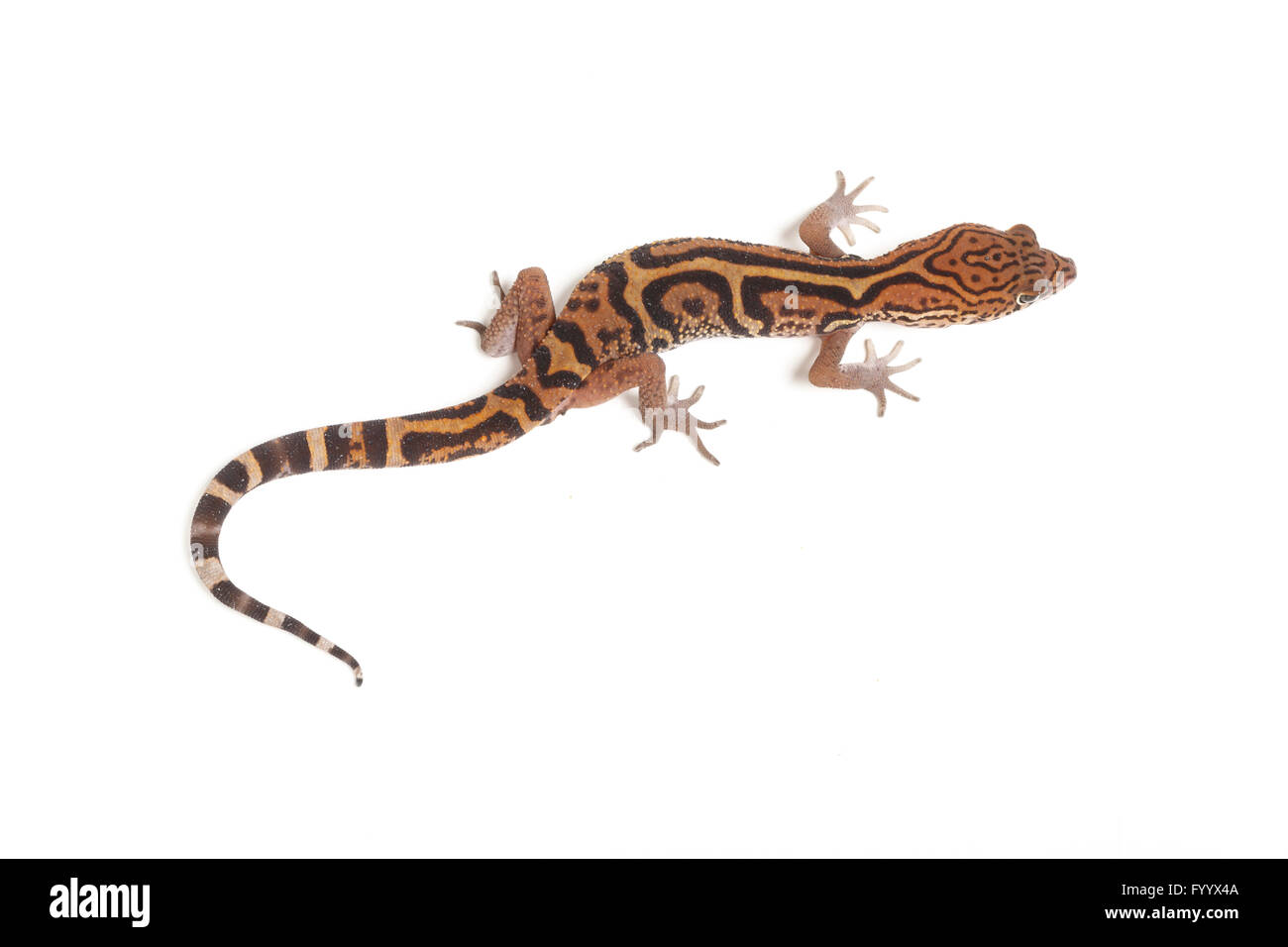 Yucatán nastrare Gecko Coleonyx elegans, adulto. America centrale. Un membro della famiglia Eublepharidae (prigioniero) Foto Stock