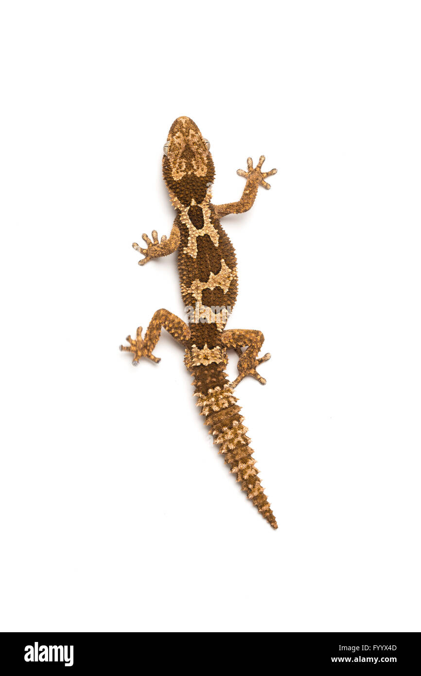Rough-scaled Gecko o ruvida e spesso-toed Gecko Pachydactylus rugoso, Sud Africa Foto Stock