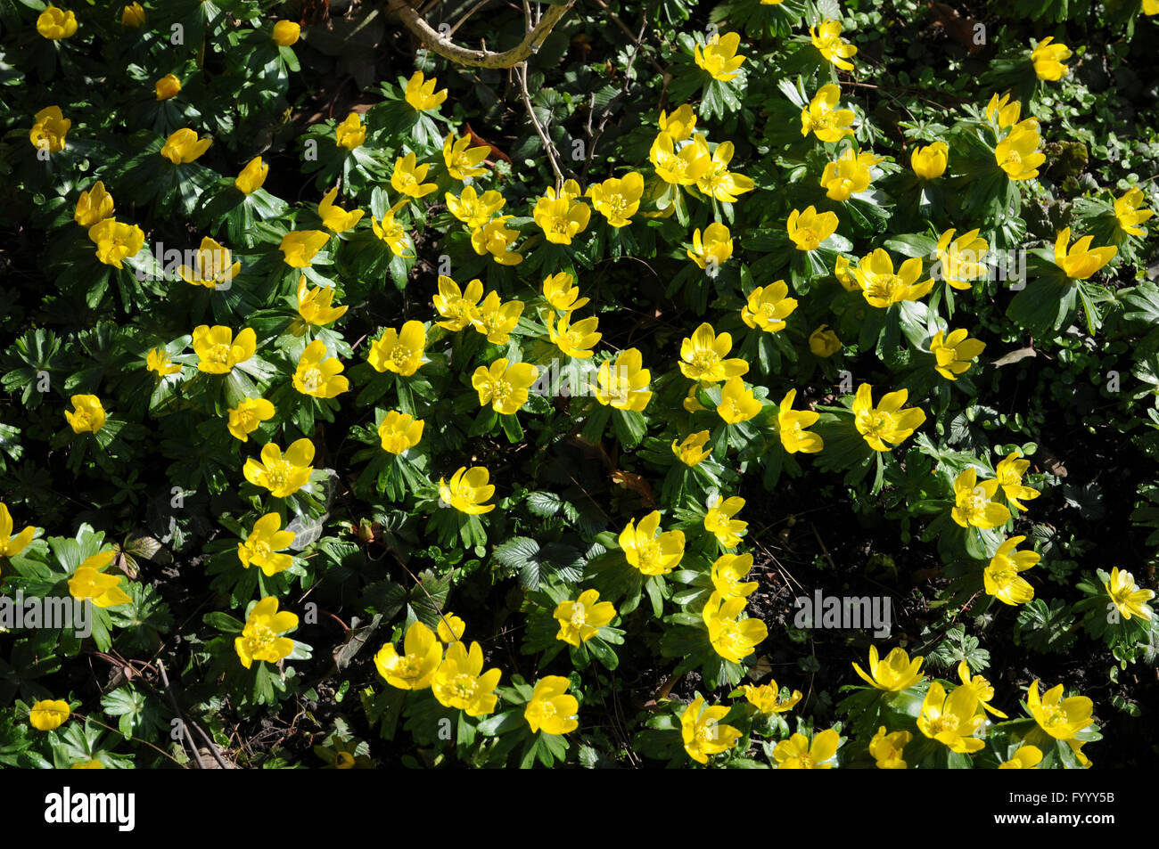 Eranthis hyemalis, Aconitum invernale Foto Stock