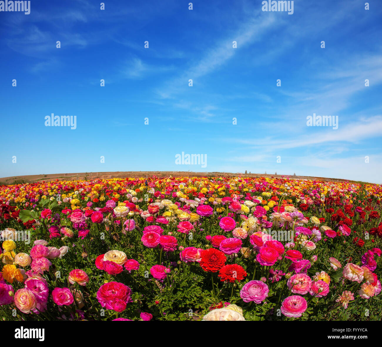 Il pittoresco fiori Foto Stock