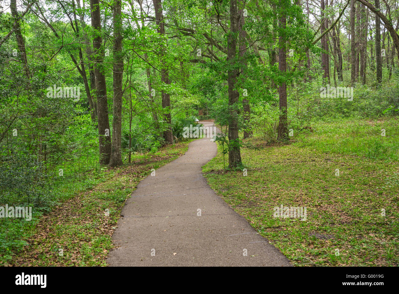 Molle di Poe Park dispone di un laghetto di acqua dolce primavera di defluire verso il vicino a Santa Fe nel fiume North Central Florida. Foto Stock