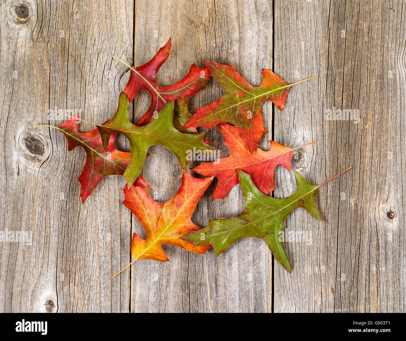 Foglie di autunno allo sbiadimento su rustiche tavole in legno Foto Stock