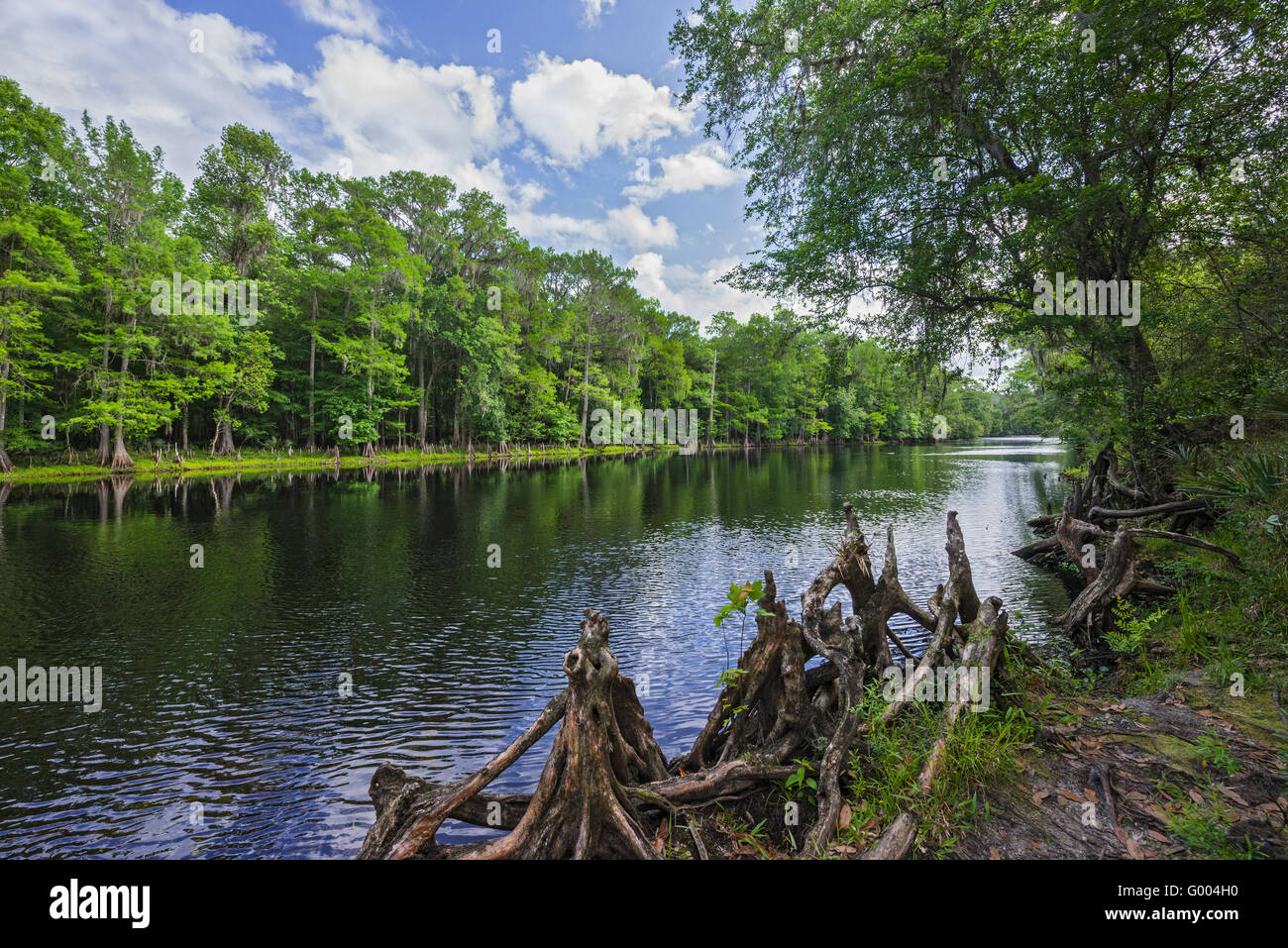 Molle di Poe Park dispone di un laghetto di acqua dolce primavera di defluire verso il vicino a Santa Fe nel fiume North Central Florida. Foto Stock