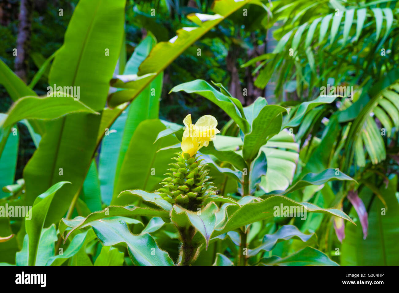 Lo zenzero pianta che fiorisce in Hawaii Foto Stock