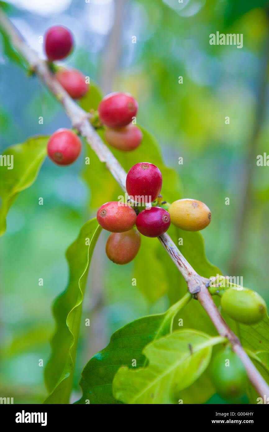 Ciliegie di caffè che cresce sull'albero di caffè Foto Stock