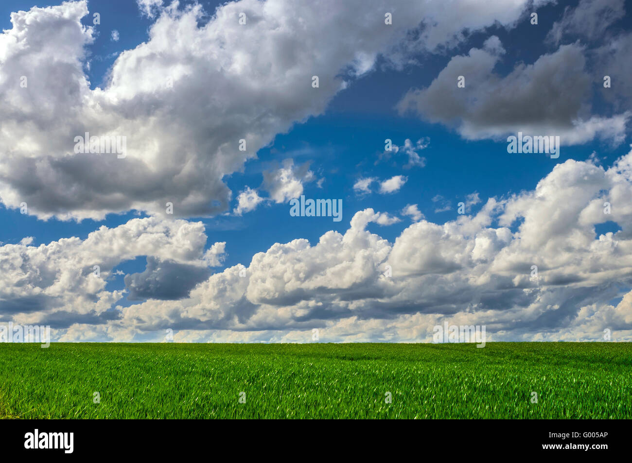 Pioggia d' estate le nuvole su tutto il campo di grano precoce - Francia. Foto Stock