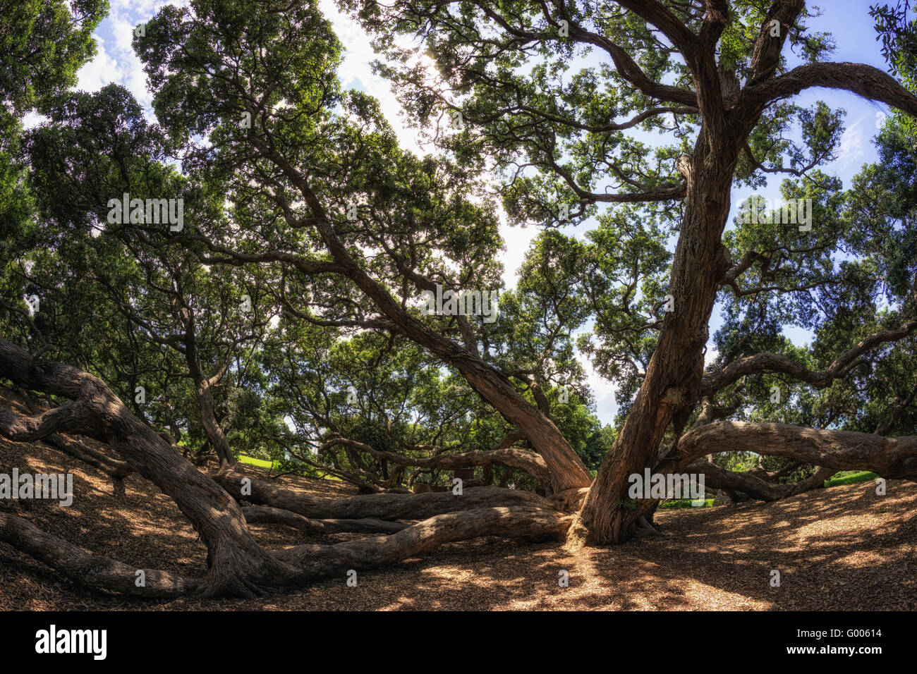 Nuova Zelanda pohutukawa Foto Stock