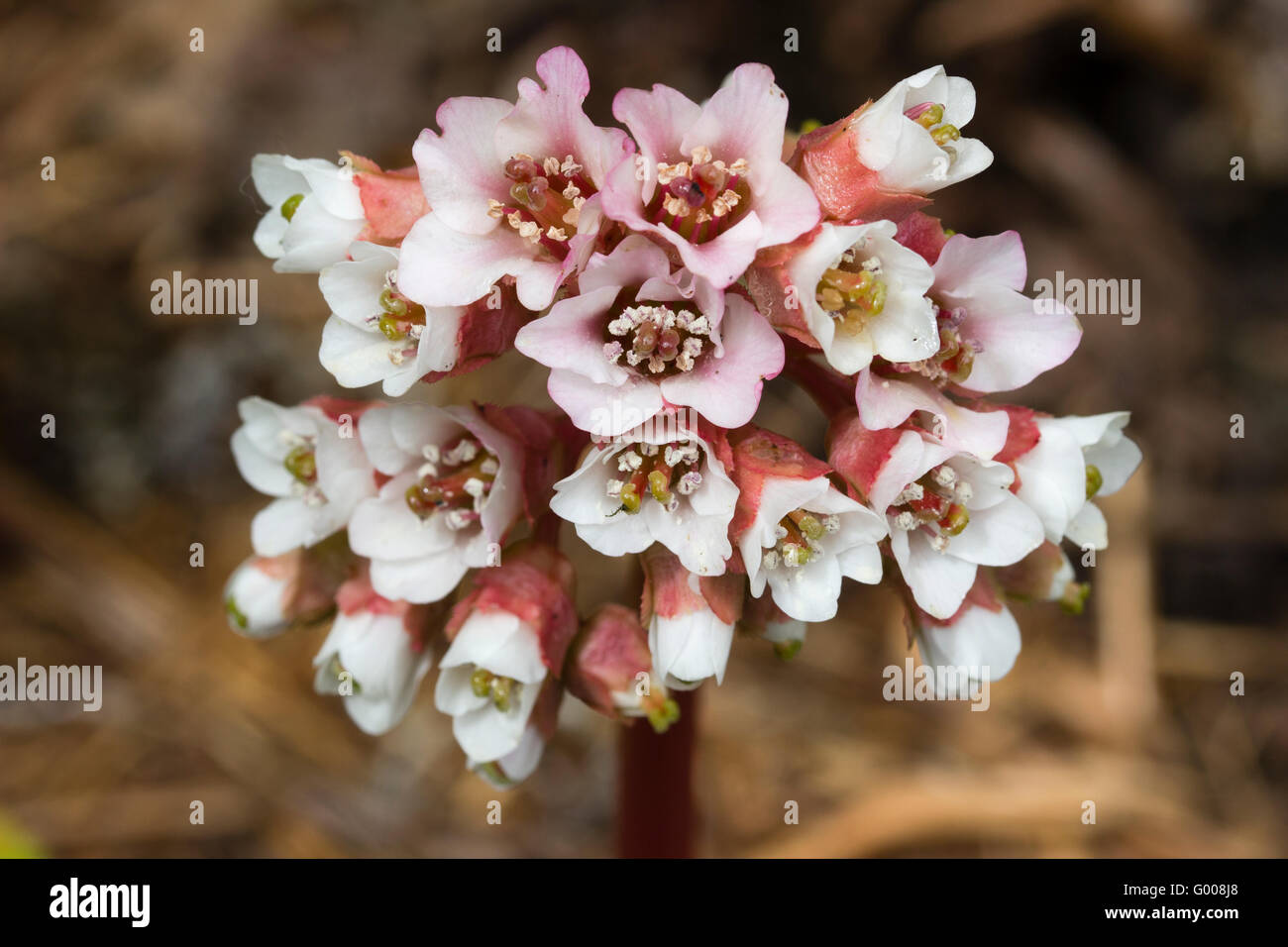 Fiori di Primavera nella testa di fioritura della perenne di latifoglie, Bergenia ciliata Foto Stock