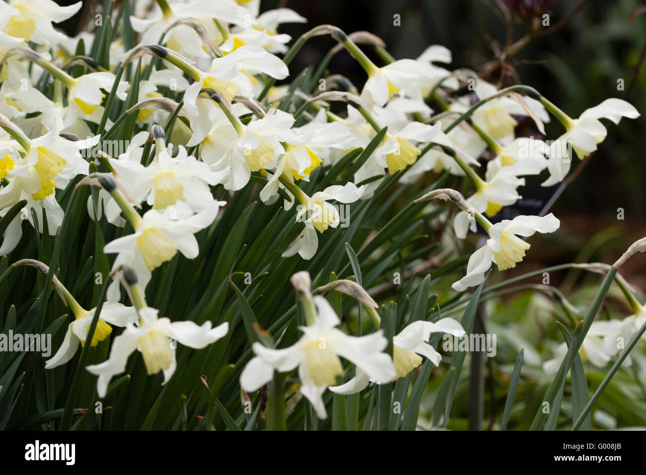 Giallo pallido a tazza fiori bianchi della storica (pre 1869) varietà di narciso, narcisi 'Mrs Langtry' Foto Stock