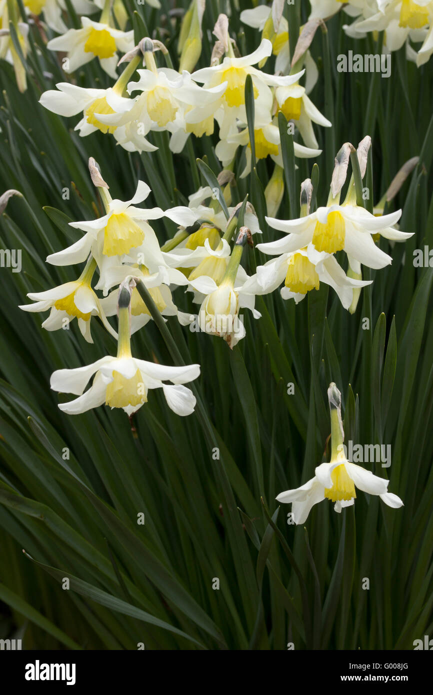 Giallo pallido a tazza fiori bianchi della storica (pre 1869) varietà di narciso, narcisi 'Mrs Langtry' Foto Stock