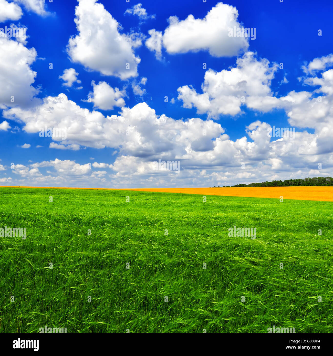 Il pittoresco campo di giovani duro contro il nuvoloso cielo blu in estate una giornata di sole. Paesaggio estivo. Foto Stock