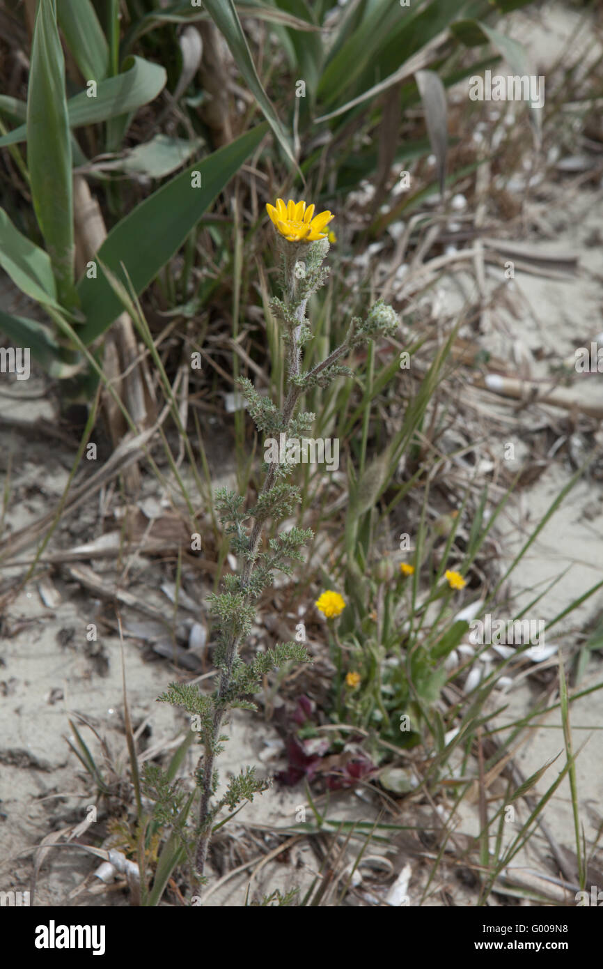 Anthemis tinctoria Foto Stock