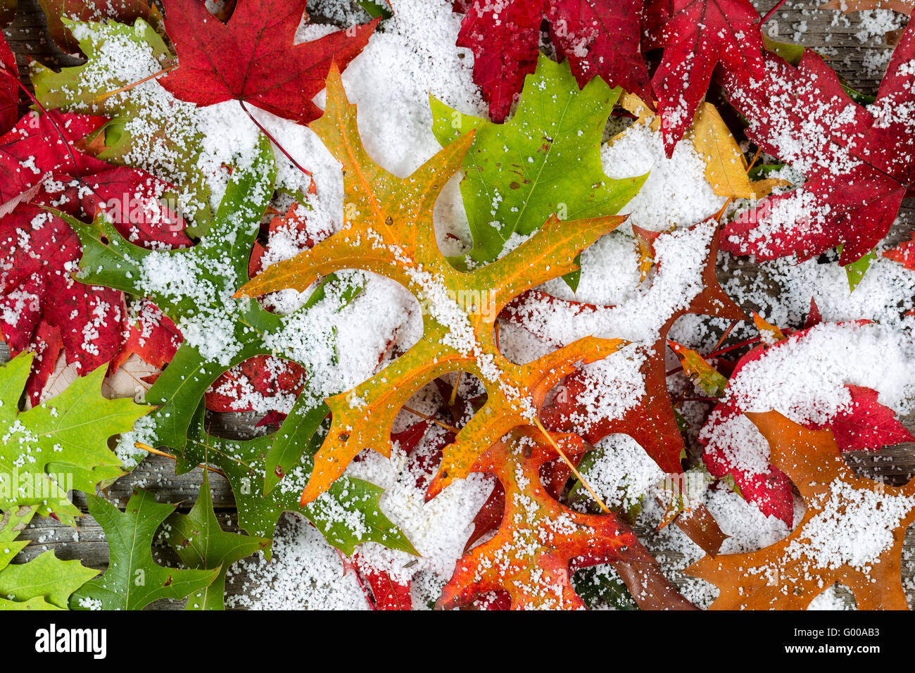 Cadono le foglie e neve Foto Stock