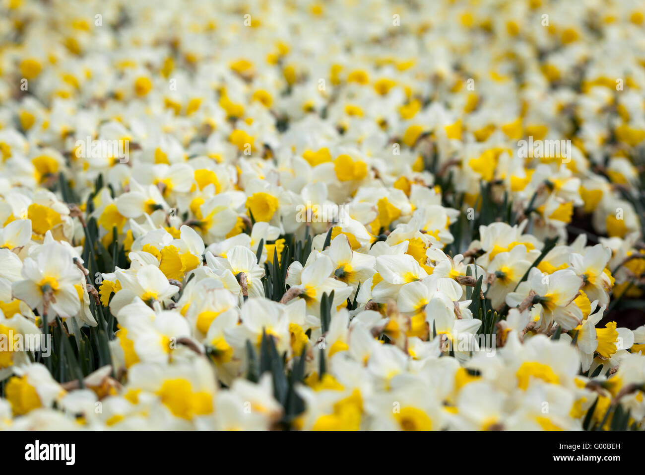 Fiore. Bellissimi fiori bianchi nel giardino primaverile, vivace sfondo floreale. Foto Stock
