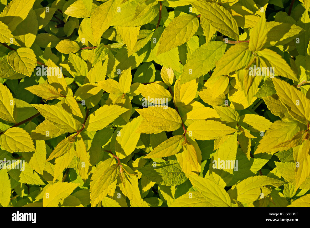 Arbusto ornamentale con foglie di giallo closeup Foto Stock