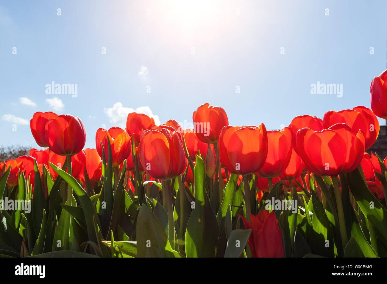 Bellissimi fiori rossi tulipani contro il cielo blu di sunrise nei Paesi Bassi in primavera, colorato tulip, sfondo floreale Foto Stock
