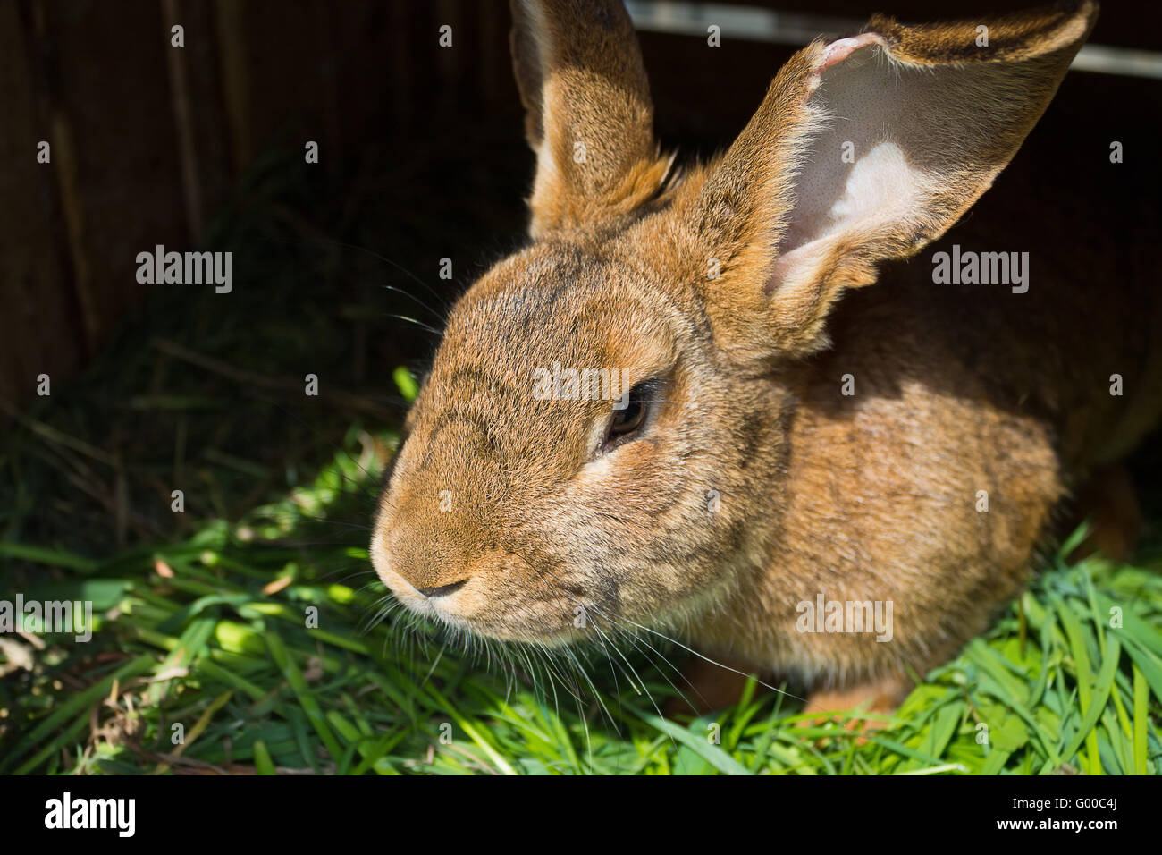 Coniglio marrone seduto sull'erba closeup Foto Stock