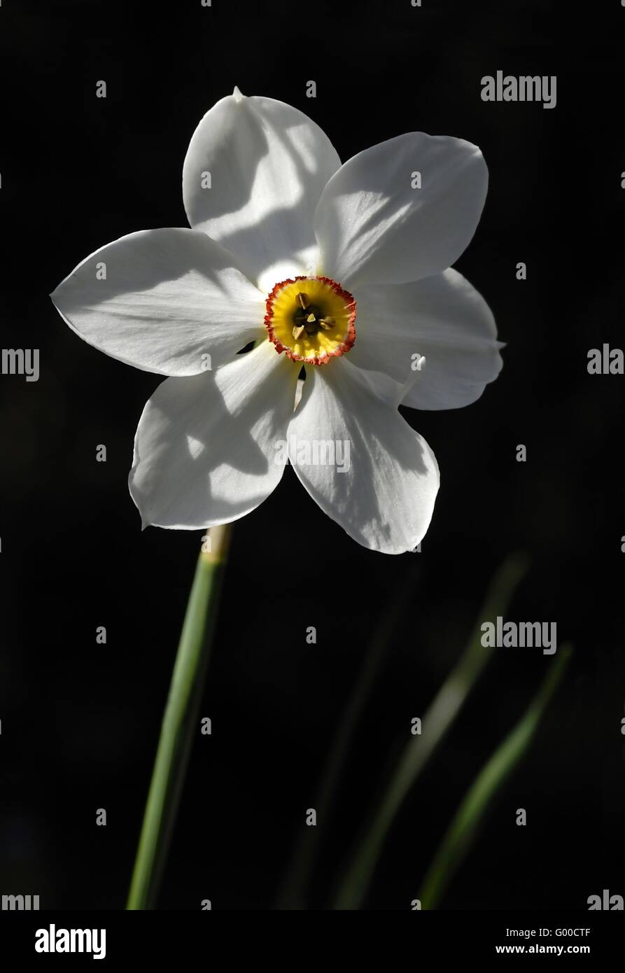 Narciso di poeti Foto Stock