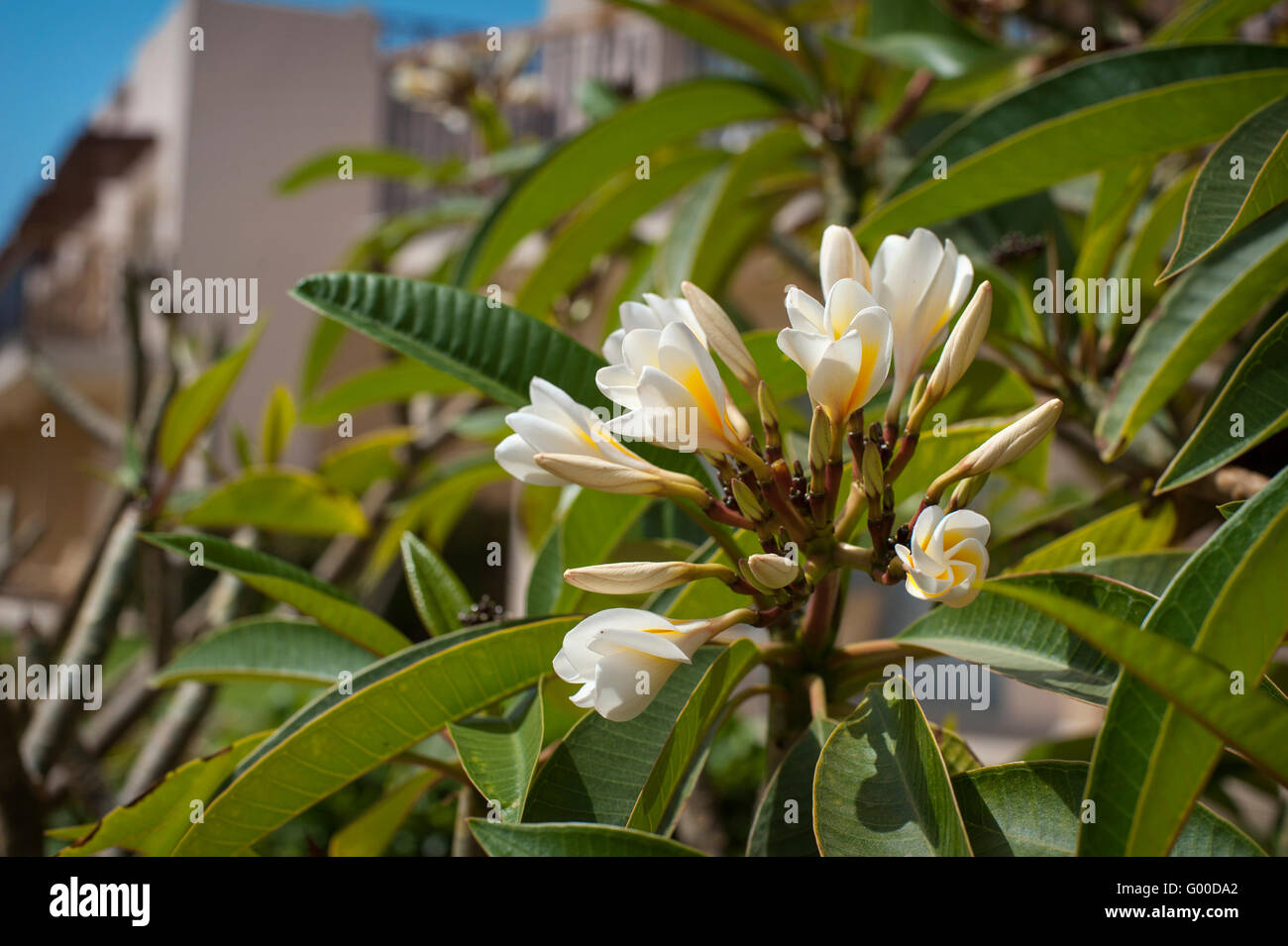 Bella plumeria fiore sul hotel Foto Stock