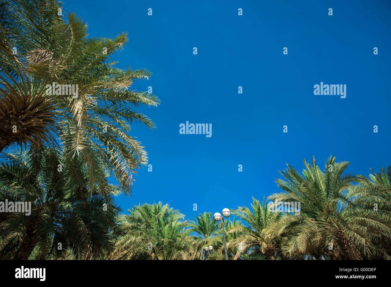 Palme sul cielo blu sullo sfondo Foto Stock