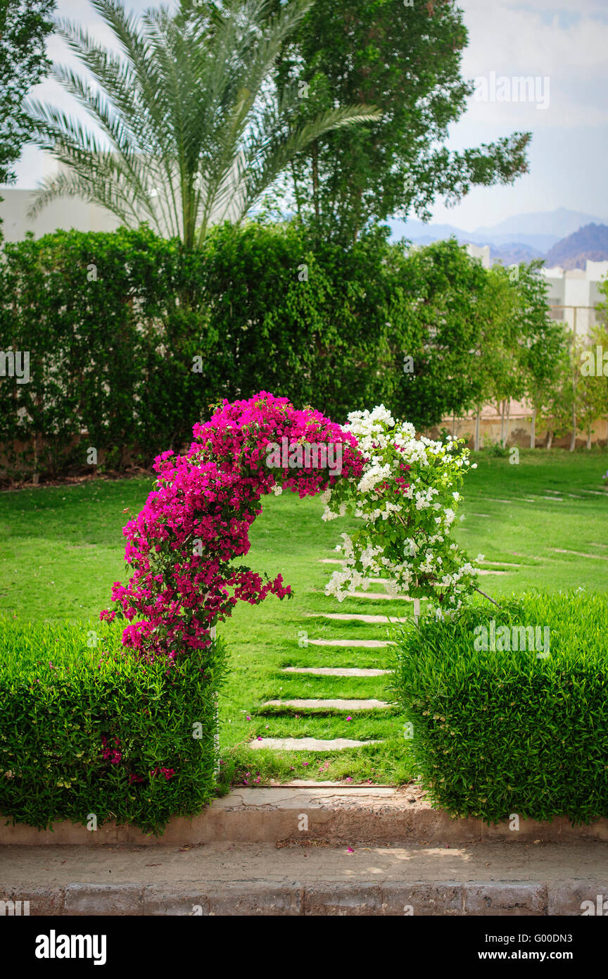 Arco di fiori bougainvillaea su un green glade Foto Stock