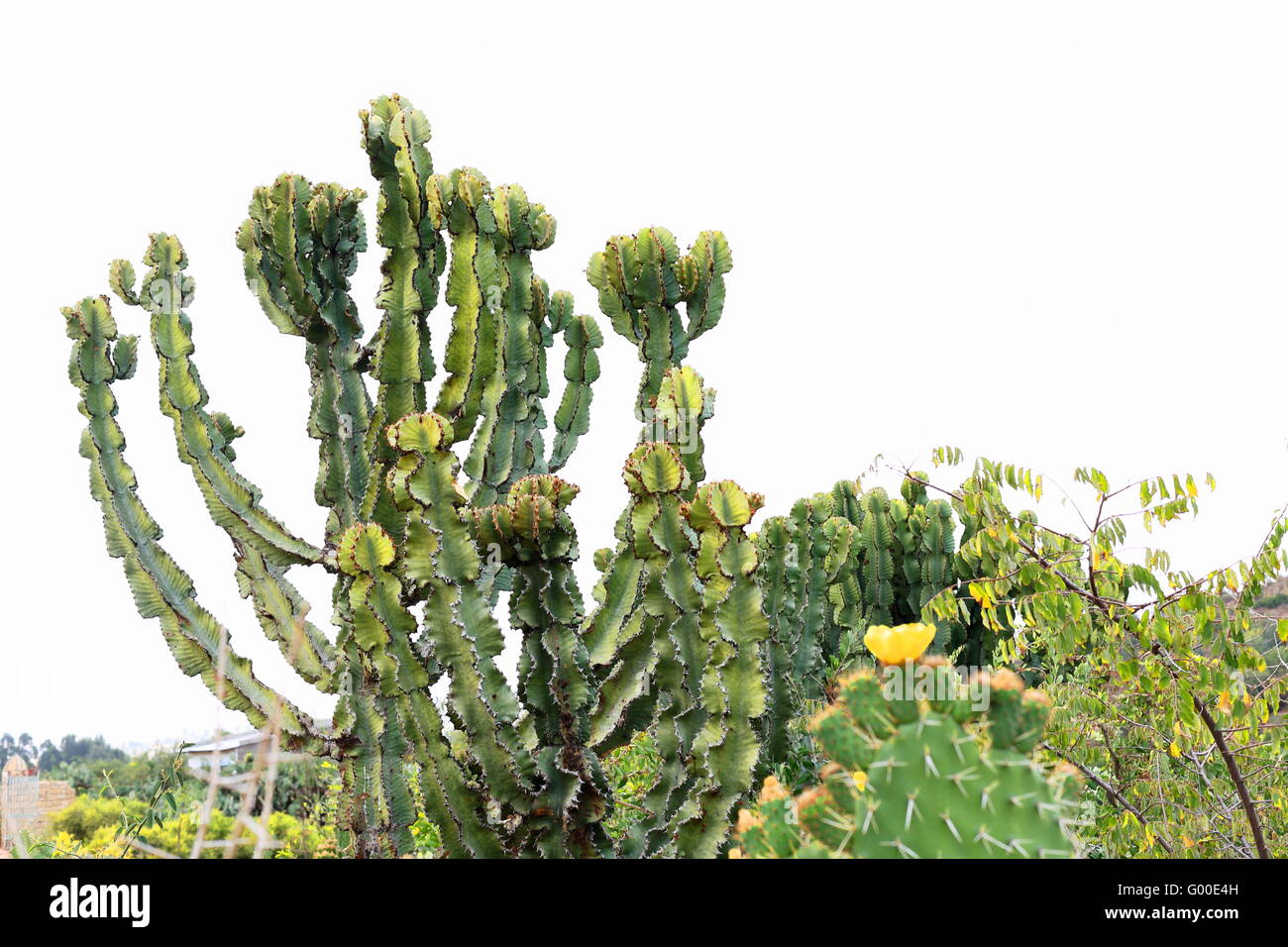 Euforbia candelabro-albero o Euphorbia candelabro o qwoloqwal o impianto adaamii-fuori l'etiope Wukro Chirkos chiesa-Tigray Foto Stock