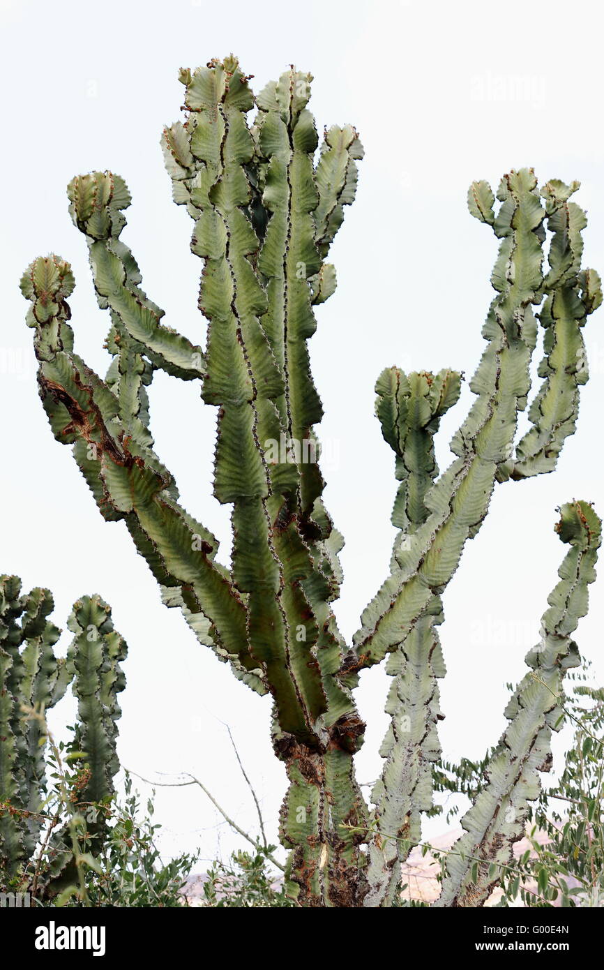 Euforbia candelabro-albero o Euphorbia candelabro o qwoloqwal o impianto adaamii-al di fuori di Wukro etiope Chirkos chiesa-Tigray. Foto Stock