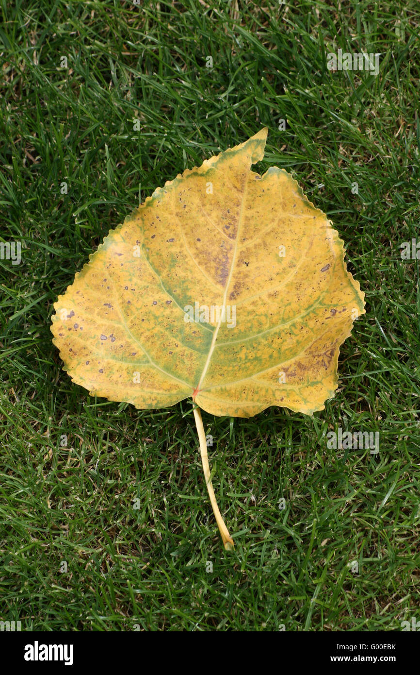 In autunno si sta avvicinando Foto Stock