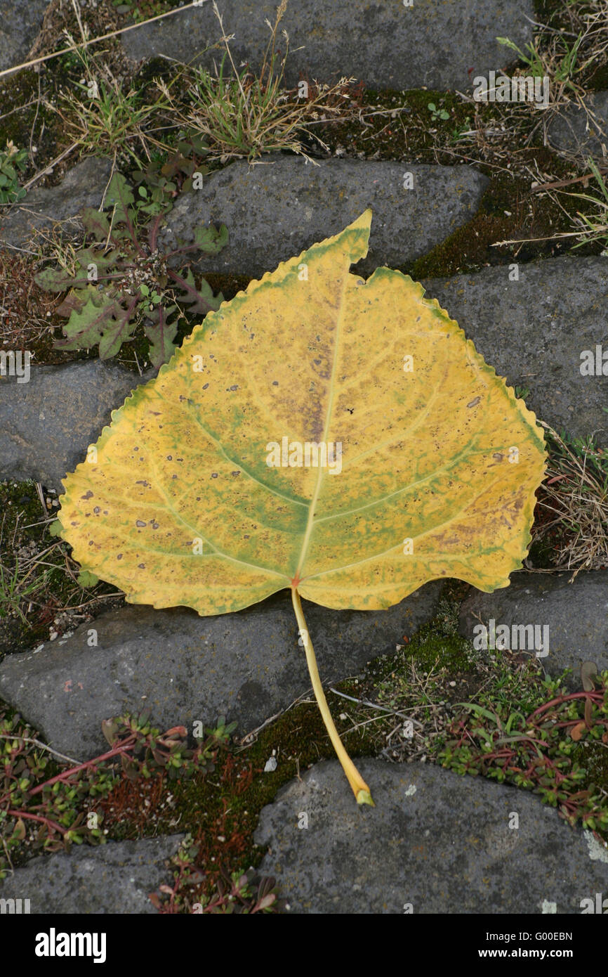 In autunno si sta avvicinando Foto Stock