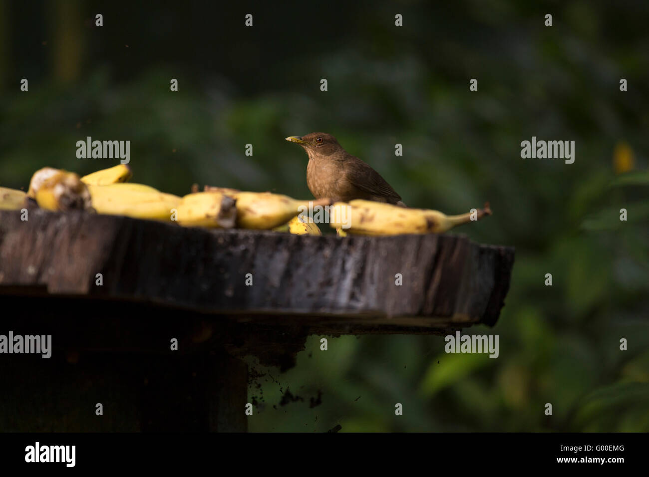 Il canto di un uccello in un albero vicino Sarapiqui in Costa Rica. Foto Stock