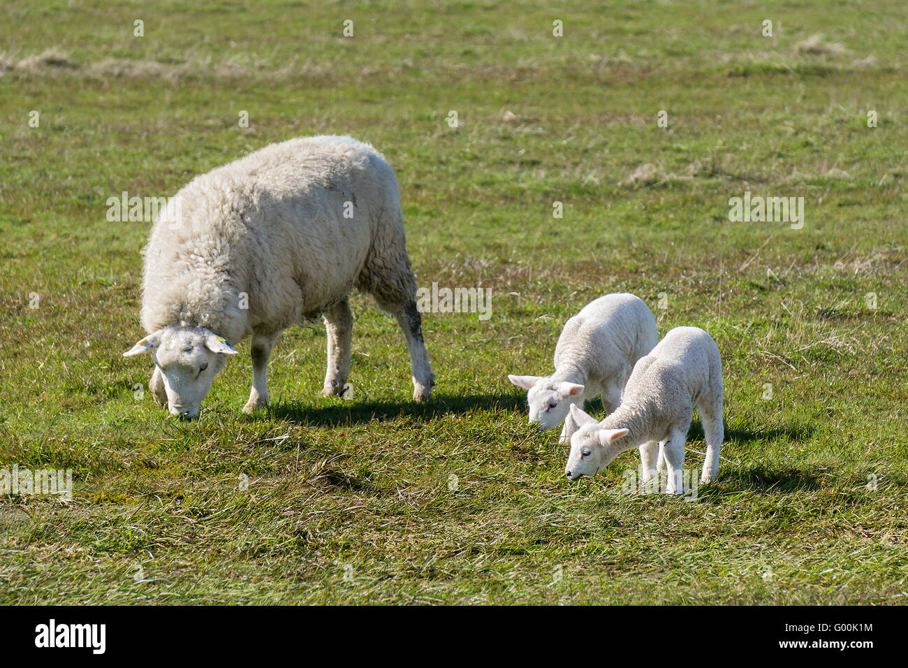 Pecora con agnello Foto Stock