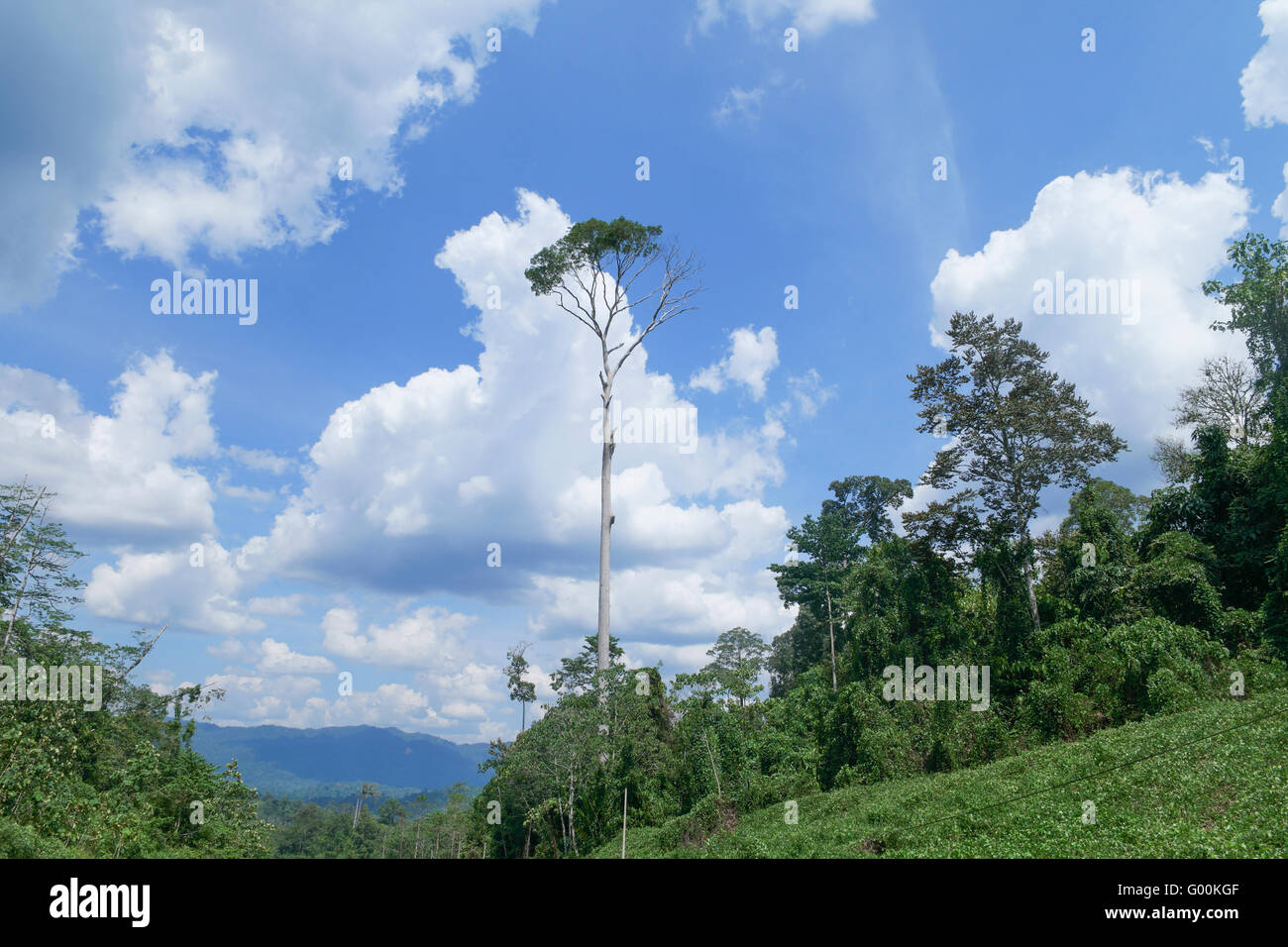 Koompassia excelsa, noto anche come Tualang o Mengaris, è un emergente della foresta pluviale tropicale specie arboree nella famiglia Fabaceae. Foto Stock