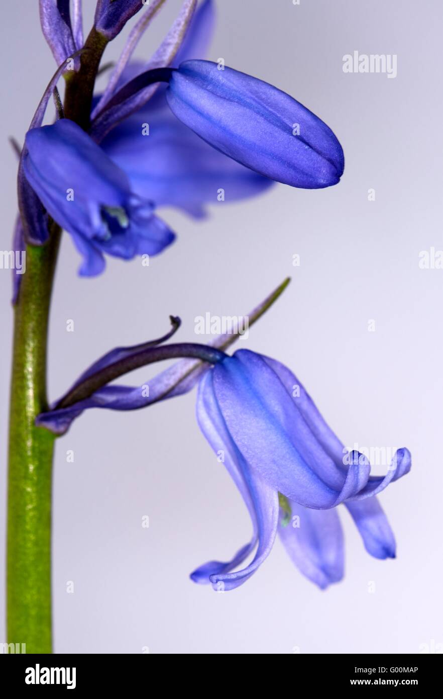 Bluebells hyacinthoides non scripta Foto Stock